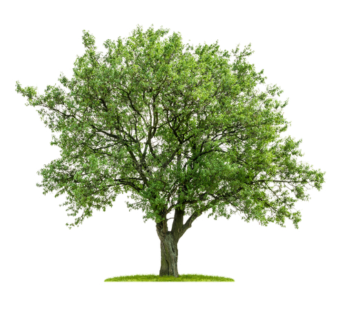 Understand The Difference Between Evergreen And Deciduous Trees Exam Corner 6837
